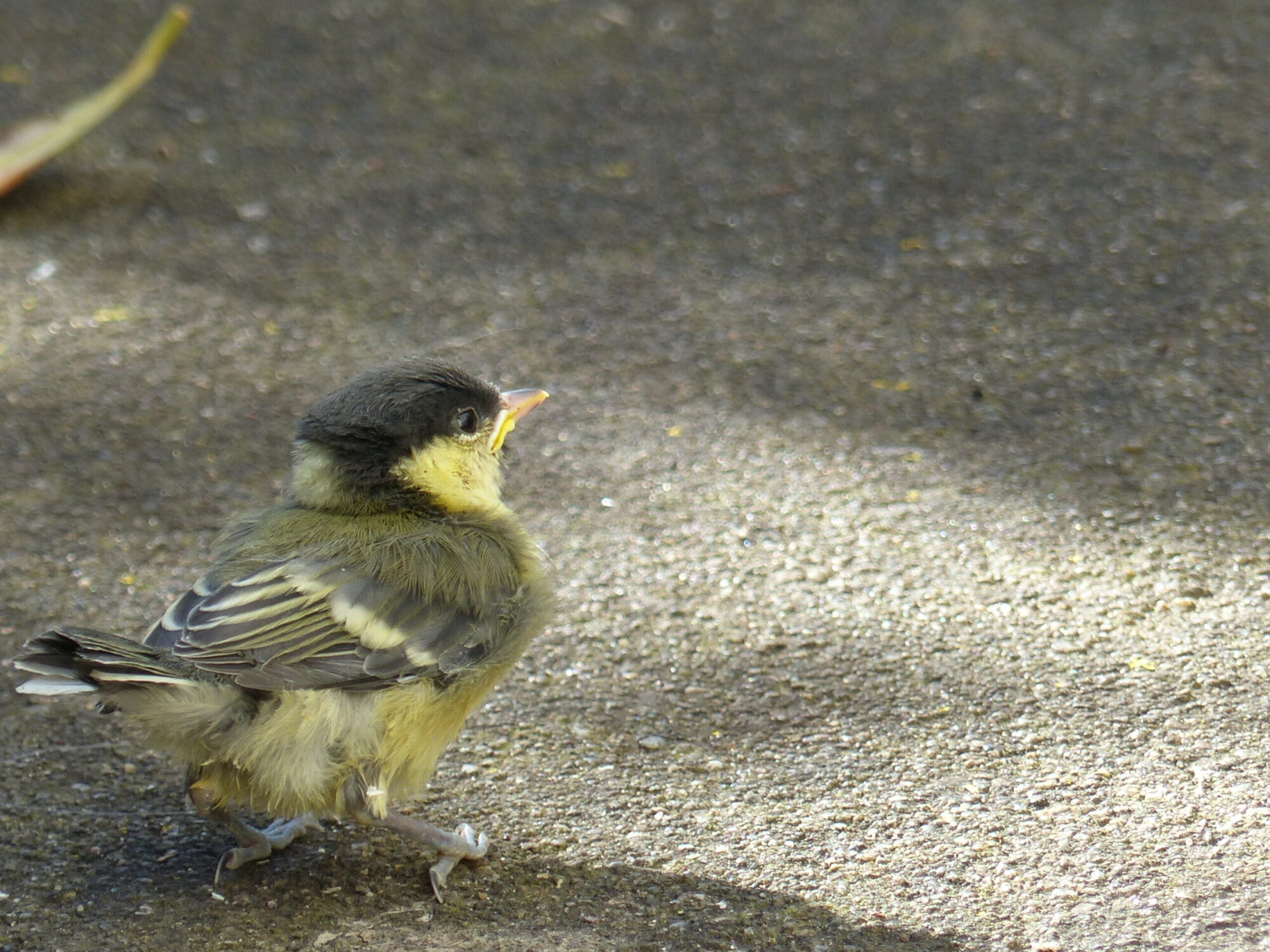 Ferienhaus Cheeky Bird